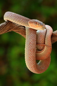 Close-up of viper snake on tree