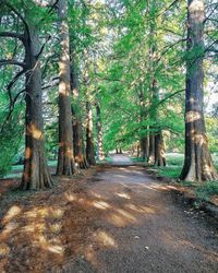 Road amidst trees in forest