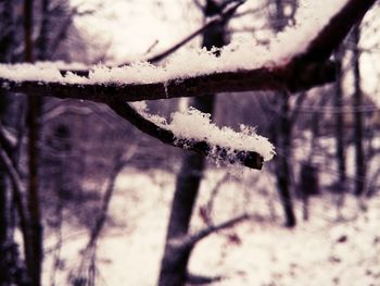 Close-up of snow on plant against sky