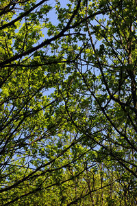 Low angle view of tree