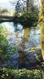 Reflection of trees in water