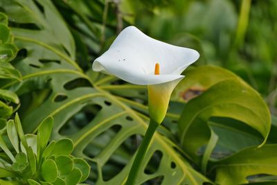 Close-up of white rose on leaf