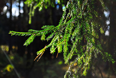 Close-up of fern leaves