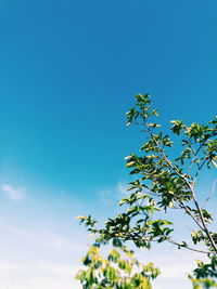 Low angle view of tree against blue sky