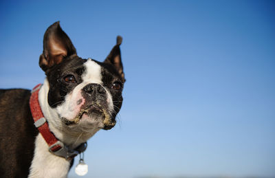 Portrait of dog against blue sky