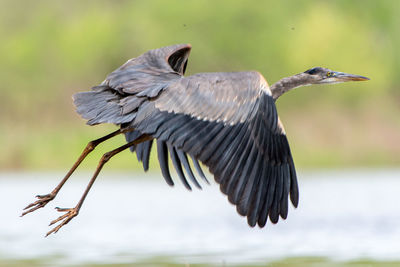 Close-up of bird flying