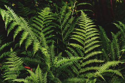 Close-up of fern leaves