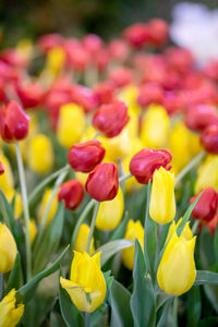 Close-up of yellow tulips