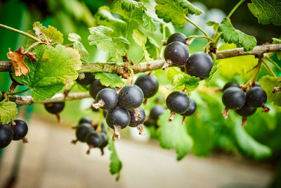 Close-up of berries growing on tree