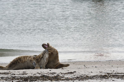 View of an animal on beach