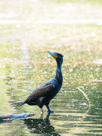 Close-up of bird perching on water