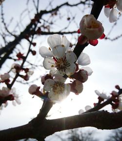 Close-up of apple blossoms in spring