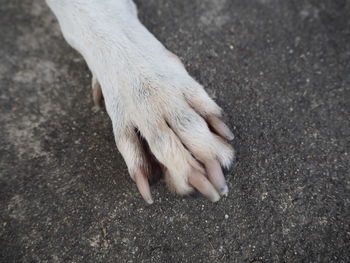 High angle view of a dog