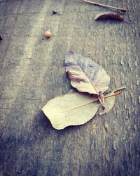 High angle view of dry leaves on wood