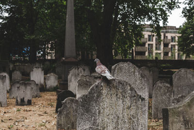 Bird perching on a fountain