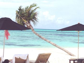 Palm trees on beach