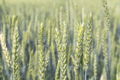 Wheat ears close up on a field as a background