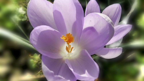 Close-up of purple flowers blooming outdoors