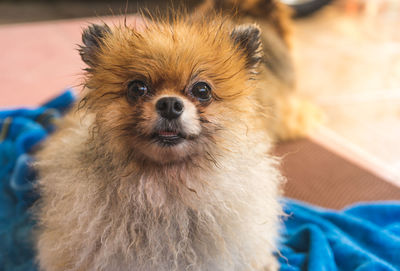 Close-up portrait of dog