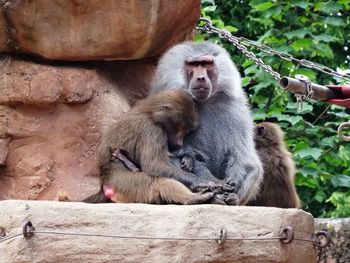 Monkey sitting on tree stump