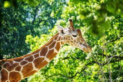 Giraffe in a forest