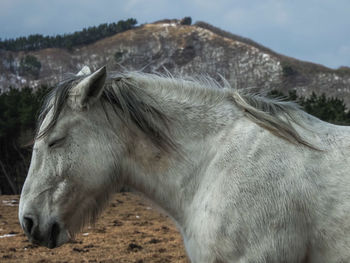 Horse in a field