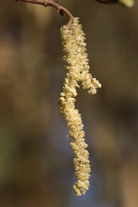 Close-up of flowering plant against blurred background