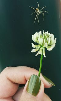 Cropped image of hand holding flower against spider on glass