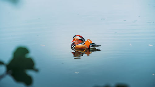 High angle view of duck swimming in sea