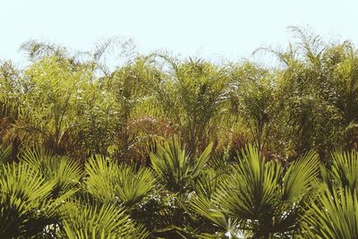 Low angle view of palm trees against clear sky