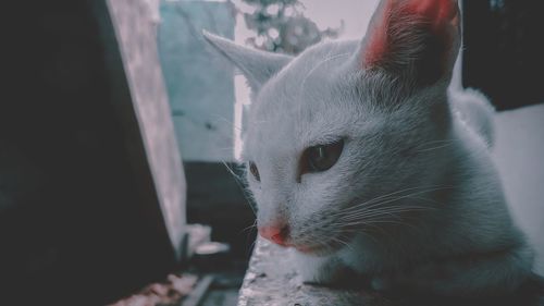 Close-up of a cat looking away