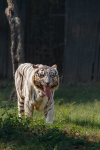 Close-up of tiger on field