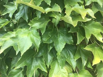 Full frame shot of green leaves