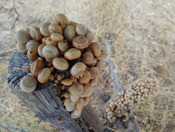 High angle view of mushrooms growing on wood