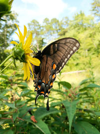 Close-up of butterfly pollinating on flower