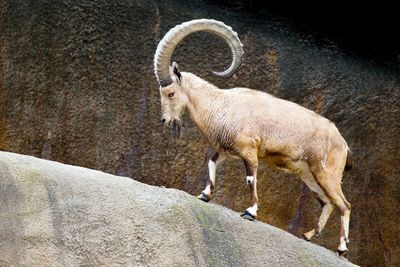 Low angle view of mountain goat on rock