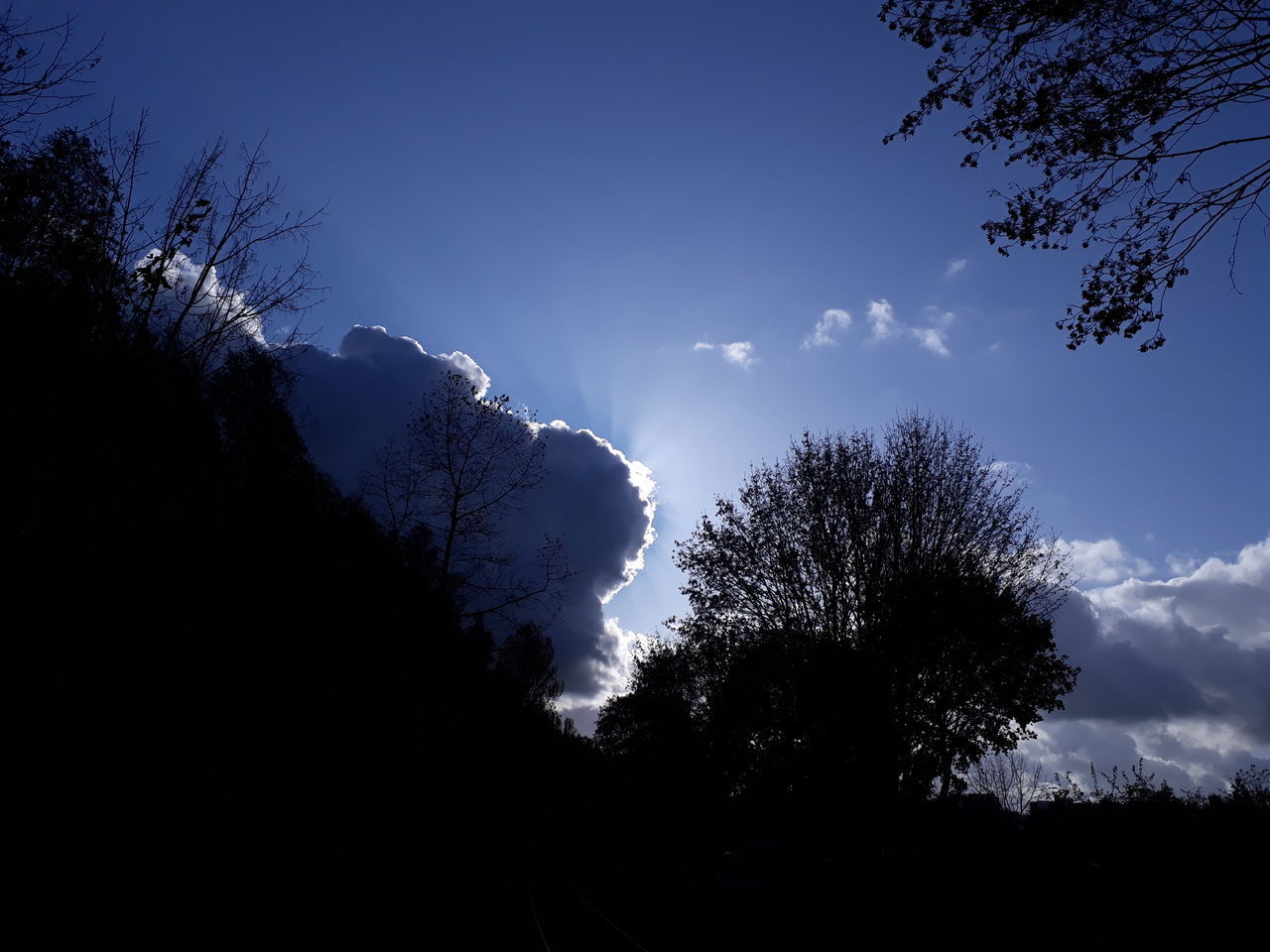 LOW ANGLE VIEW OF SILHOUETTE TREES AGAINST CLEAR BLUE SKY