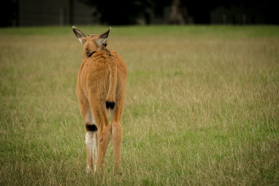 Portrait of lion standing on field