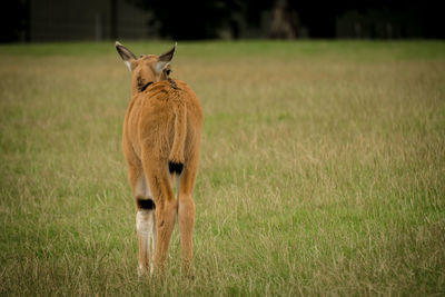 Rear view of deer standing on field