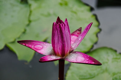 Close-up of pink water lily