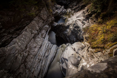 Tree trunk in forest