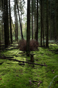 Trees in forest