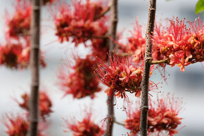 Close-up of red flowering plant