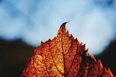 Low angle view of maple leaf against sky