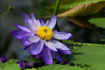 Close-up of purple flower