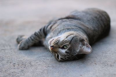 Close-up of cat on the floor