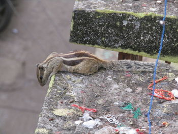 Close-up of squirrel on rock