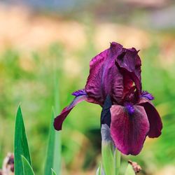 Close-up of purple flowering plant