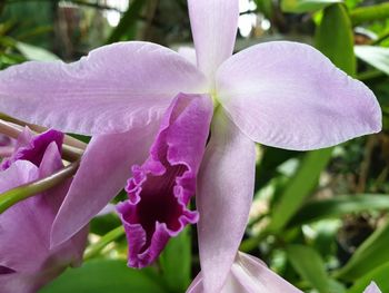 Close-up of pink orchid