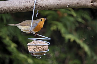 Close-up of bird perching on feeder